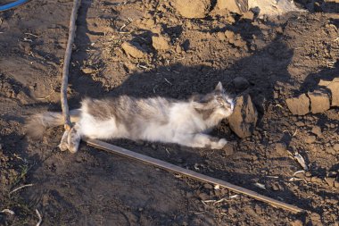 Gri kedi yerde yatıyor. Bahçedeki köyde beyaz-gri bir kedi yürüyor. Bahçedeki kedi. Çiftlikteki kedi