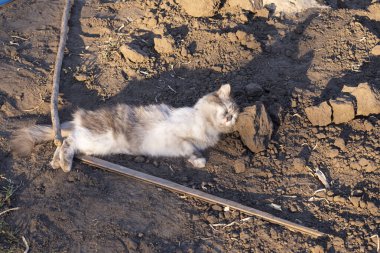Gri kedi yerde yatıyor. Bahçedeki köyde beyaz-gri bir kedi yürüyor. Bahçedeki kedi. Bahçedeki kedi