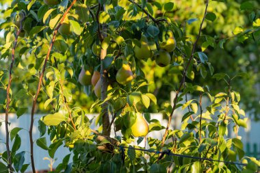 Bahçedeki dalda olgun armutlar