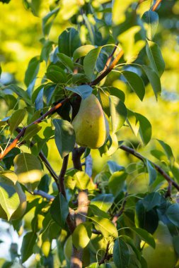 Bahçedeki dalda olgun bir armut