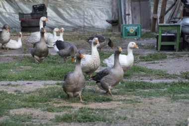 Evcil kaz sürüsü. Çiftlik. Bahçedeki kazlar. evcil kazlar