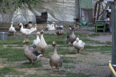 Bir kaz sürüsü. evcil kaz