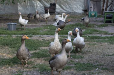 Çiftlikte bir kaz sürüsü