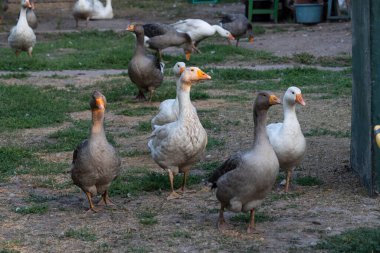 Bahçedeki kazlar. Evcil kaz sürüsü. Çiftlik. Bahçedeki kazlar. evcil kazlar