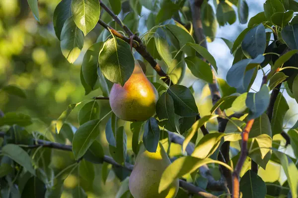 Bahçedeki dalda olgun bir armut