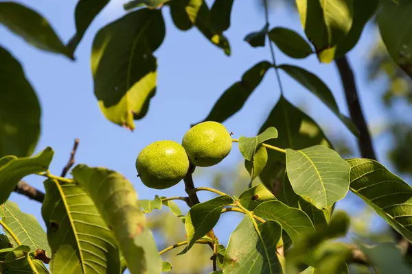 Bahçedeki ağaçta olgunlaşmamış yeşil cevizler.