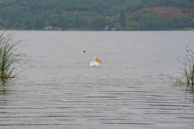 Yunanistan 'da gölde pembe pelikan