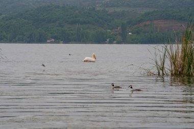 Yunanistan 'da gölde pembe pelikan