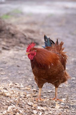 Köyde güzel, büyük bir horoz. Bir tarlada kahverengi bir horozun yakın çekimi.
