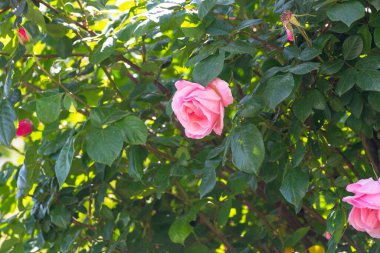 Bahçedeki güzel çiçekler. Parlak pembe güller. Güzel botanik fotoğrafı, doğal duvar kağıdı.