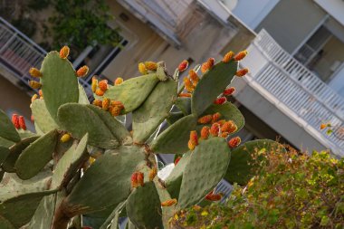 Atina 'da bir parkta çiçek açan güzel, büyük bir kaktüs.