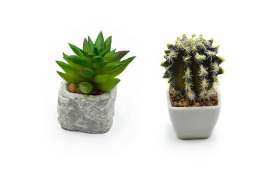 Beyaz arka planda izole edilmiş tencerede küçük dekoratif kaktüsler..