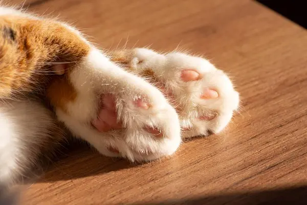 Bir kedinin pençesine yakın çekim. Kedi pençesi pedleri.