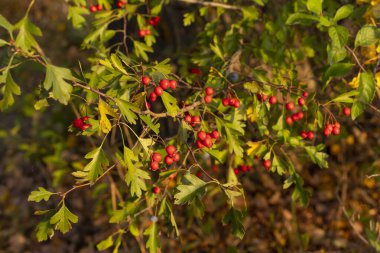 Sonbaharda güneşin doğuşunda bir dalda olgunlaşmış meyveler 