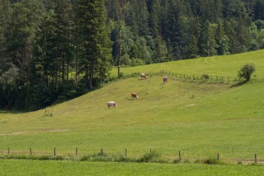 İnekler Bauria dağlarında otlar güzel yeşil bir çayırda..