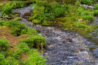 Renkli bir dağlık ormanda küçük bir şelale. Dağ deresi boyunca yemyeşil çimlerle bezenmiş bir manzara. Dağlarda güzel çiçekler