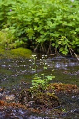 Renkli bir dağlık ormanda küçük bir şelale. Dağ deresi boyunca yemyeşil çimlerle bezenmiş bir manzara. Dağlarda güzel çiçekler
