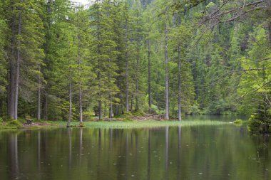 Grner Dağı ile güzel bir manzara Avusturya 'da bakın ve orman suya yansıyor..