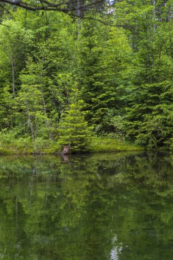 Grner Dağı ile güzel bir manzara Avusturya 'da bakın ve orman suya yansıyor..