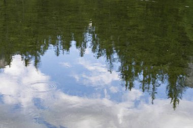 Ağacın yansıması bir orman gölünün berrak sularında taçlanıyor..