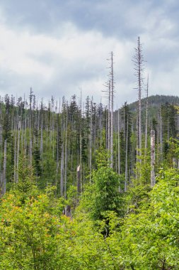 Polonya 'daki Tatra Dağları' nın zirvelerinin manzarası. Dağlı ve bulutlu güzel bir manzara..