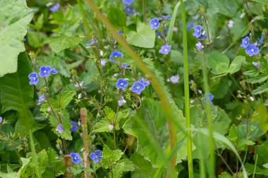 Dağ ormanlarındaki yemyeşil ormanların arasında çiçek açan orman..