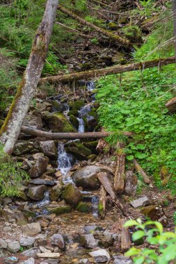 Ormandaki güzel dağ şelalesi. Şelaleli dağ manzarası.