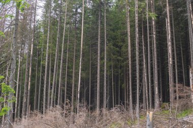 Dağ ormanı manzarası. Tatra Dağları 'ndaki kozalaklı ağaç gövdeleri. Yoğun kozalaklı orman.