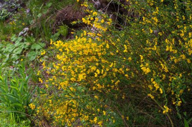Dağ ormanında küçük sarı çiçekli çalılar.
