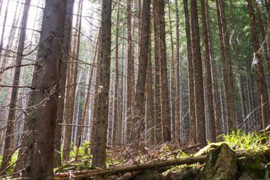 Dağ ormanı manzarası. Tatra Dağları 'ndaki kozalaklı ağaç gövdeleri. Yoğun kozalaklı orman.