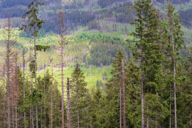 Tatra Dağlarının yamaçlarındaki ormanın güzel manzarası. Kozalaklı orman manzarası.