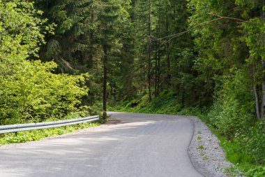 Asfalt, dağlık bir ormanda dağ yolu..