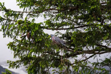 Dağ ormanlarında bir güvercin ladin dalında oturur..