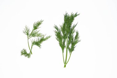 Beyaz arka planda taze yeşil dereotları. Salata için taze yeşiller..