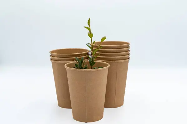 Tek kullanımlık boş karton bardaklar ve beyaz arka planda bir tahta filizi.