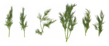 Beyaz arka planda taze yeşil dereotları. Salata için taze yeşiller..