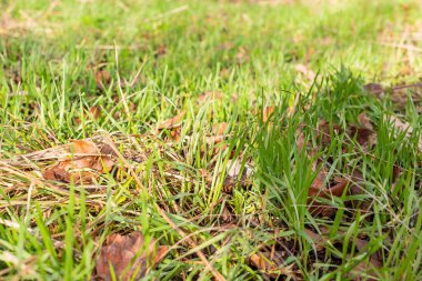 Güneşli bir günde, bir kış ormanında yeşil çimenler.