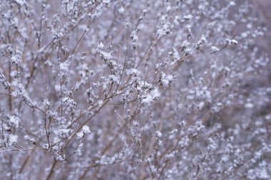Kışın karla kaplı kuru çimenler. Kış manzarası. Aralıkta donmuş bitkiler. Kış arka planında kar. Karlı kış otları   
