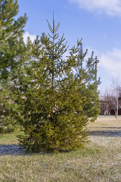 Peyzaj tasarımı. Evin yakınındaki bir açıklıkta ladin..