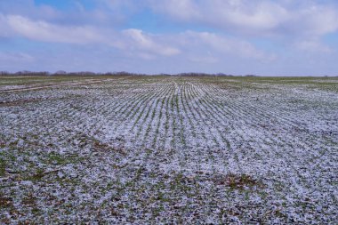 Kırsalda filizlenmiş buğday tarlası. Karla kaplı bitkiler.