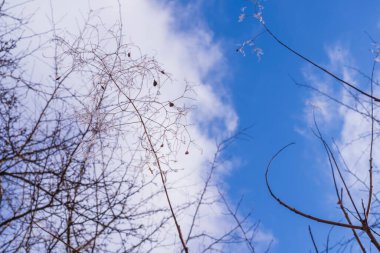 Mavi bulutlu kış göğüne karşı ağaç dalları