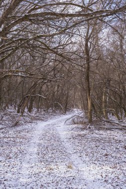 Kış ormanında toprak yol. Karlı yolları ve ağaçları olan güzel bir manzara..