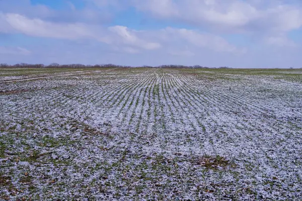 Kırsalda filizlenmiş buğday tarlası. Karla kaplı bitkiler.