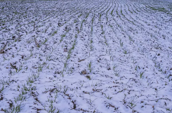 Kırsalda filizlenmiş buğday tarlası. Karla kaplı bitkiler.