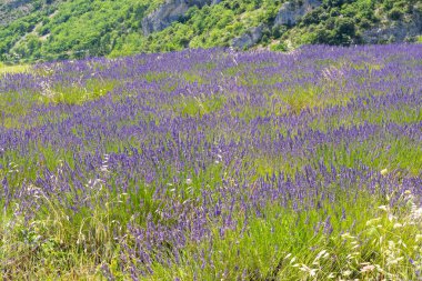 Lavanta tarlasının güzel manzarası. Provence, Fransa 'daki lavanta tarlaları