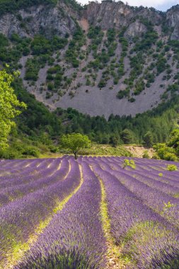Çiçeklerle ve lavanta tarlalarıyla güzel bir manzara.
