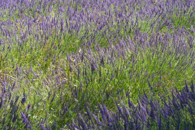 Güney Fransa, Provence 'deki lavanta tarlasında lavanta çiçekleri. Yazın güzel lavanta tarlası