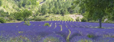 Lavanta tarlasının güzel manzarası. Provence, Fransa 'daki lavanta tarlaları