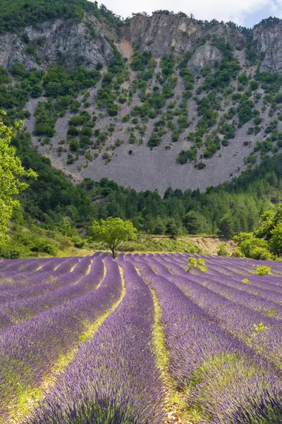Lavanta tarlasının güzel manzarası. Provence, Fransa 'daki lavanta tarlaları