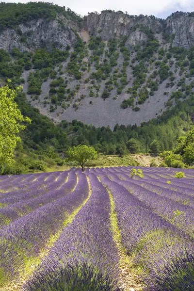 Lavanta tarlasının güzel manzarası. Provence, Fransa 'daki lavanta tarlaları